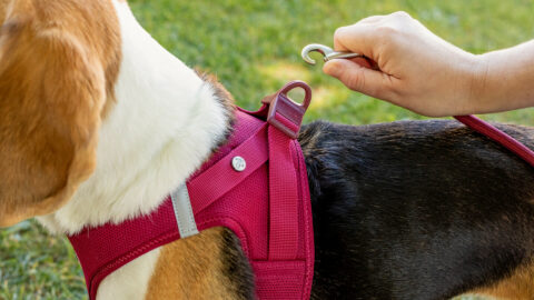 Curli Hondentuig Clasp Vest Harness Alpine