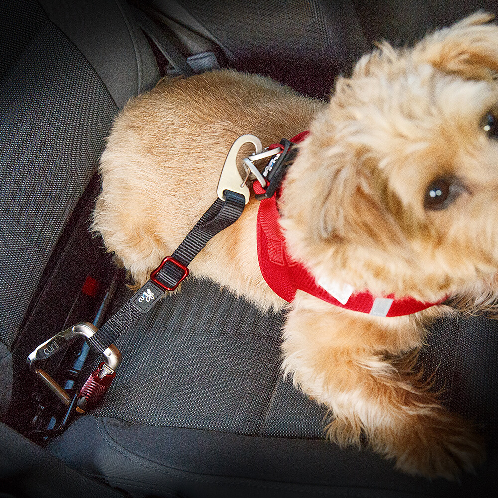 curli Car Safety Belt