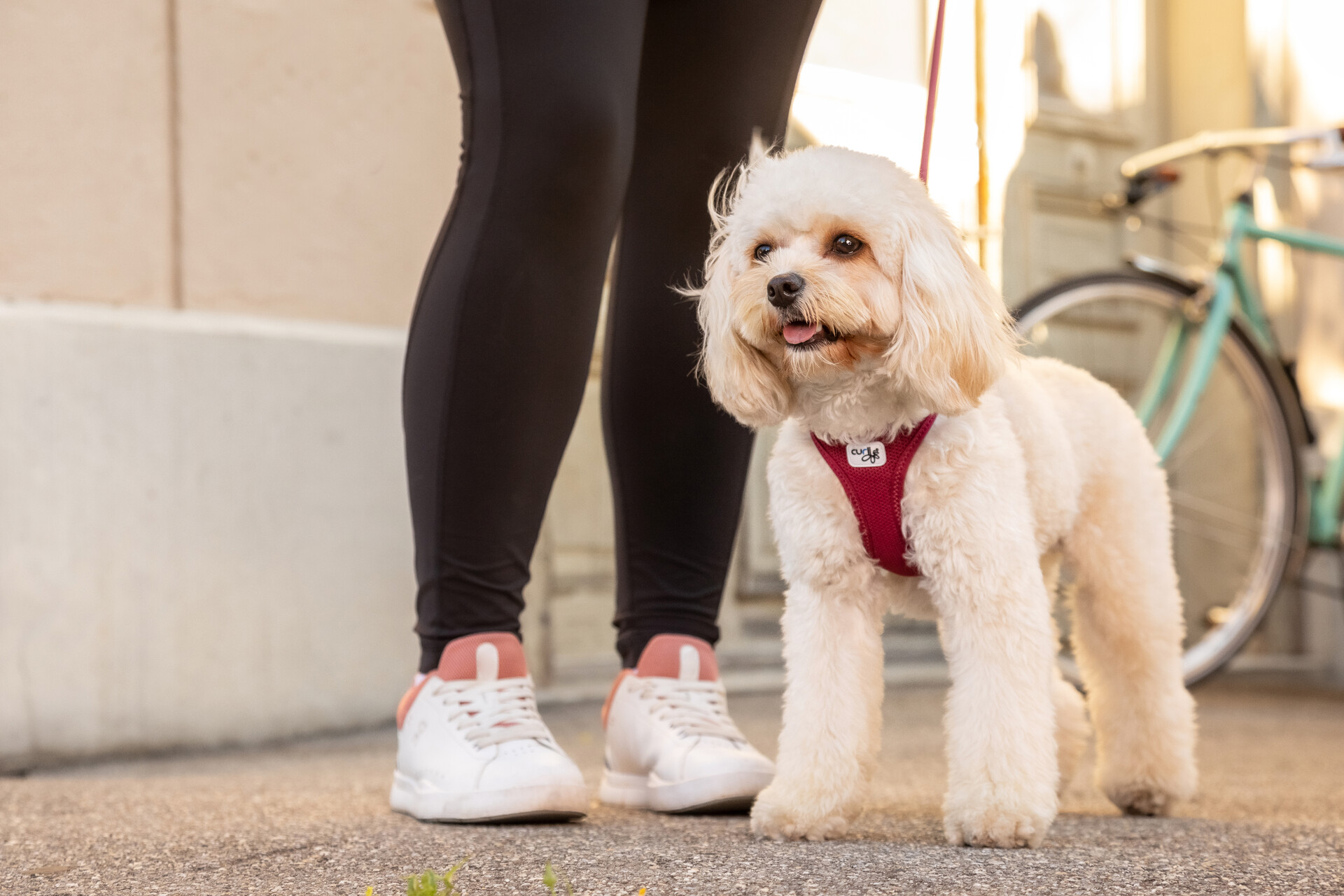 Did you know…? Harness Sizing