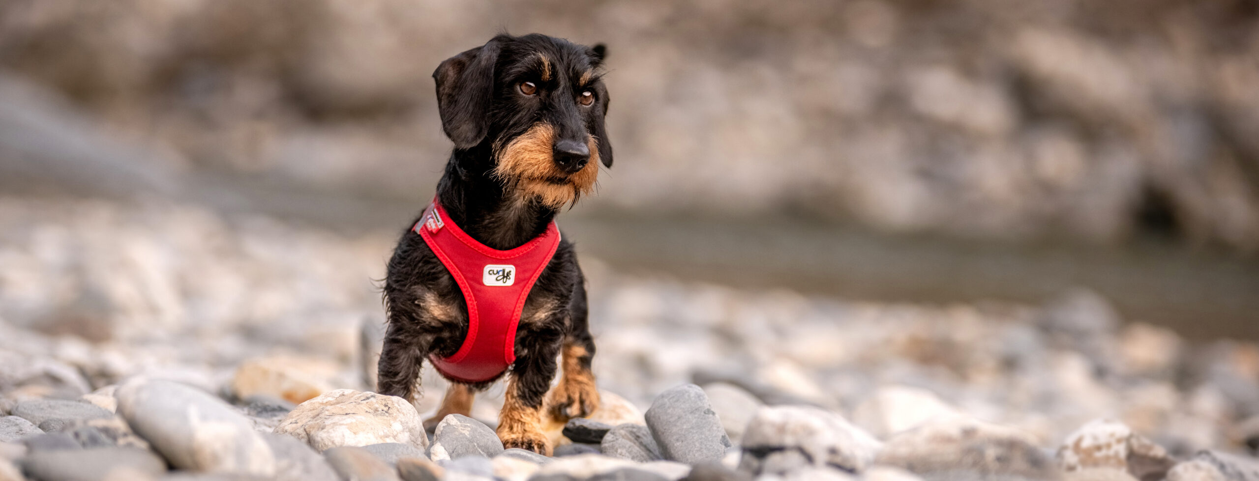 Mit dem Hund in die Natur