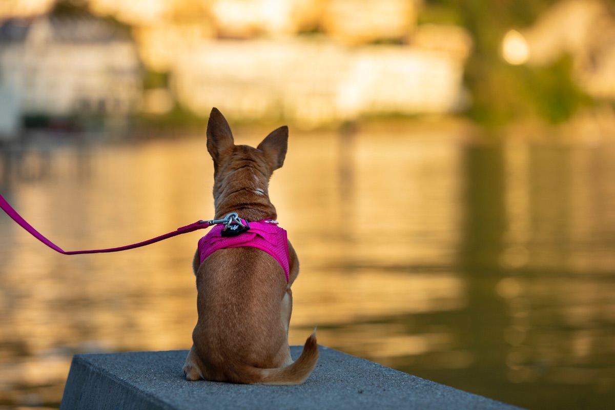 Damit die Ferien auch für Ihren Hund erholsam sind.