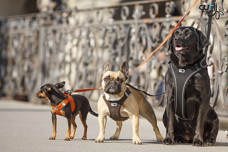 The selection of the appropriate leash