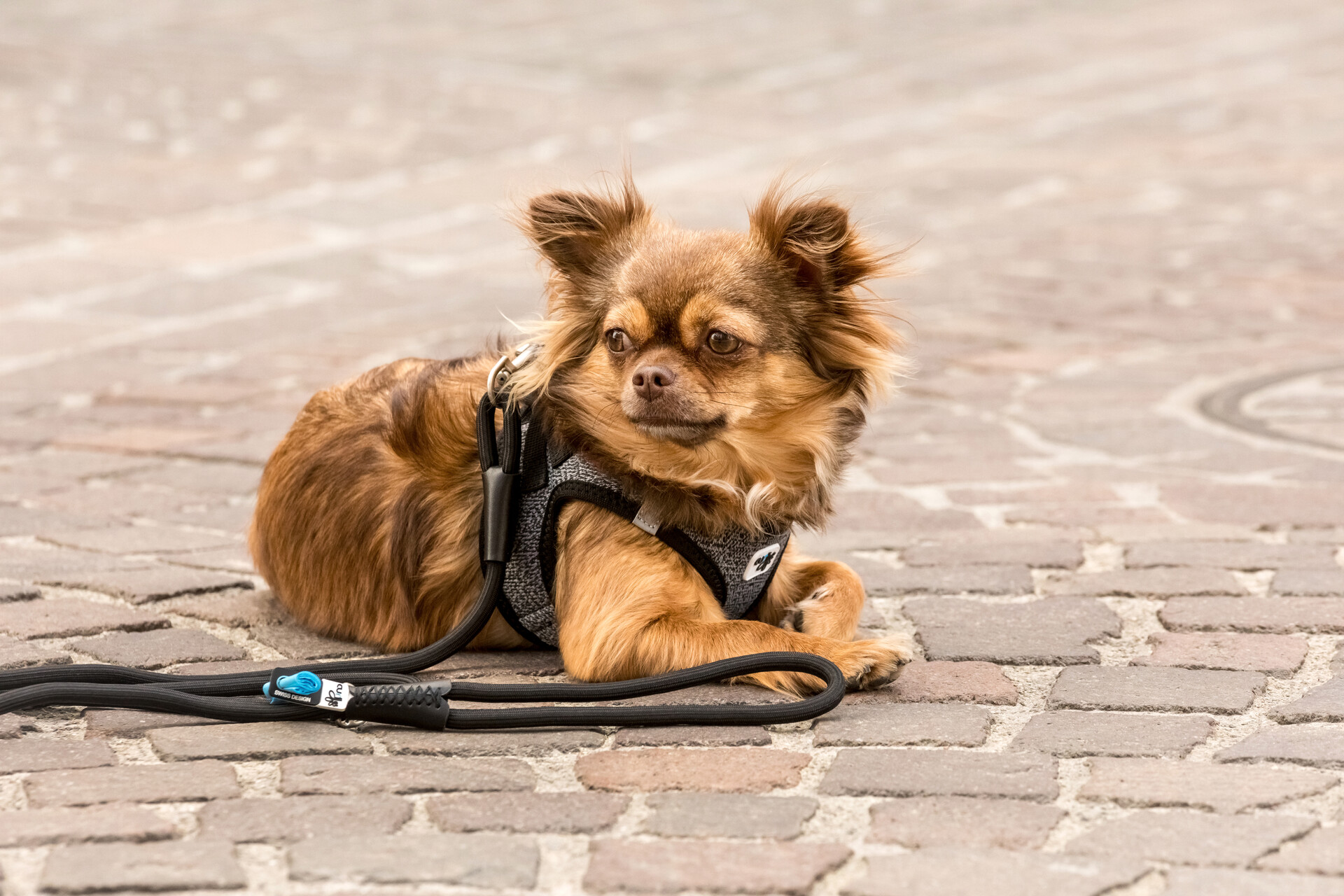 Photoshoots | Stretch Comfort Leash