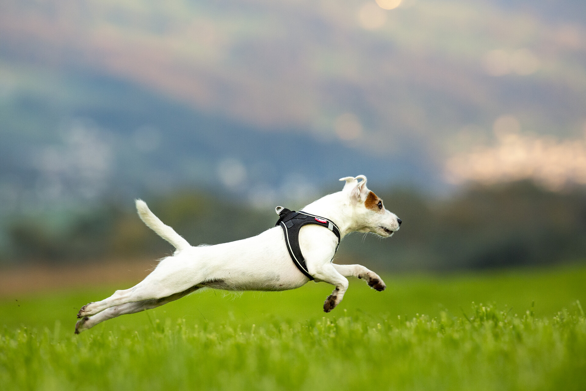 Was ein zu schweres Hundegeschirr bedeutet.