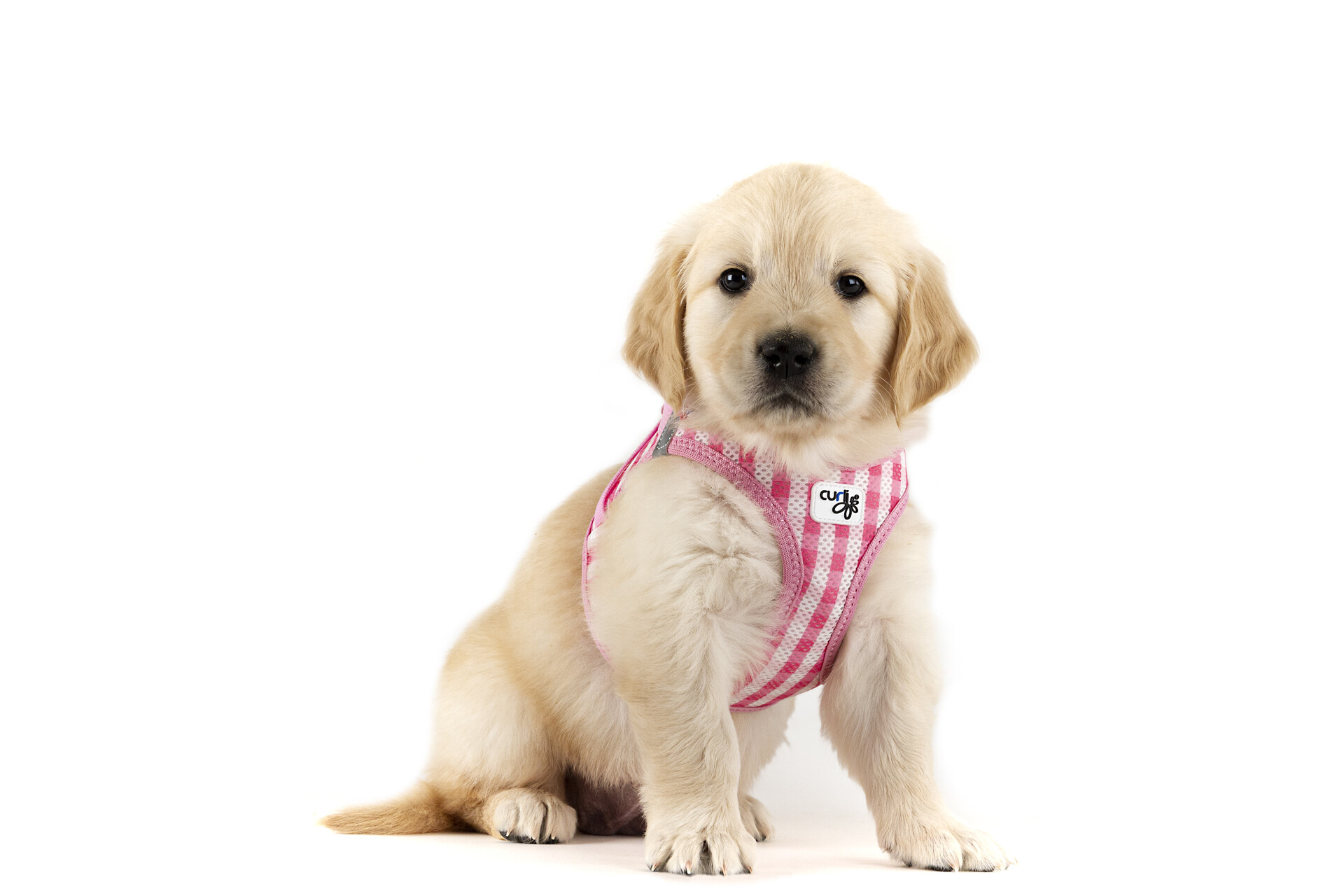 Photoshoots | Vest Harness Puppy Set curli Clasp