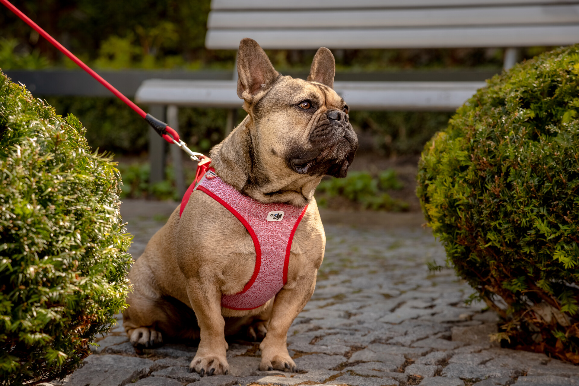 Photoshoots | Vest Harness Merino curli Clasp