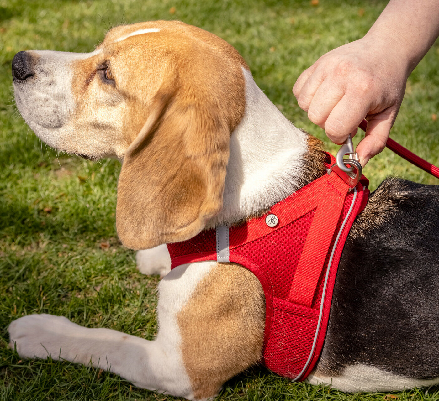 Photoshoots | Magnetic Vest Harness V2