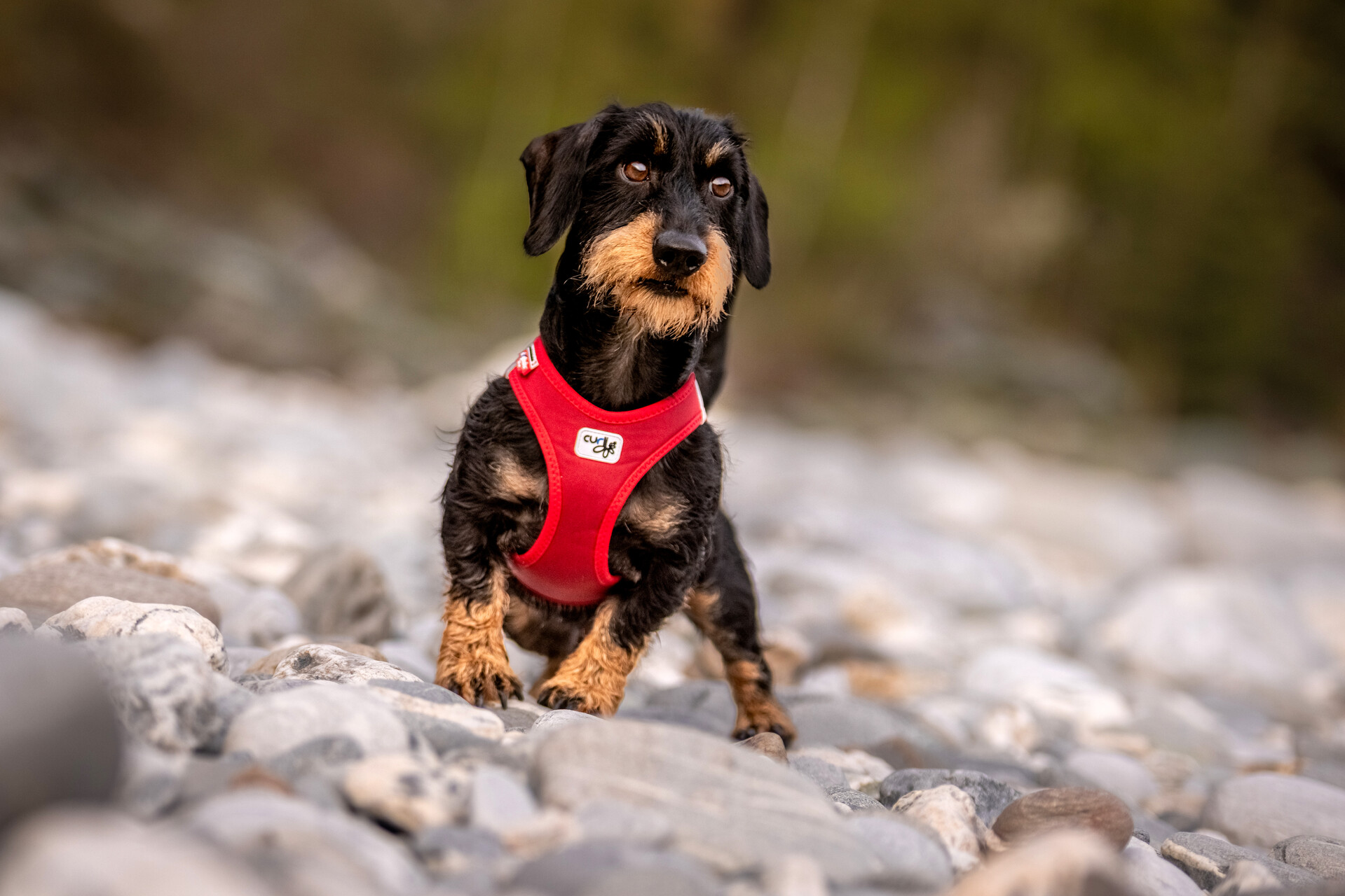 Photoshoots | Vest Harness Softshell curli Clasp