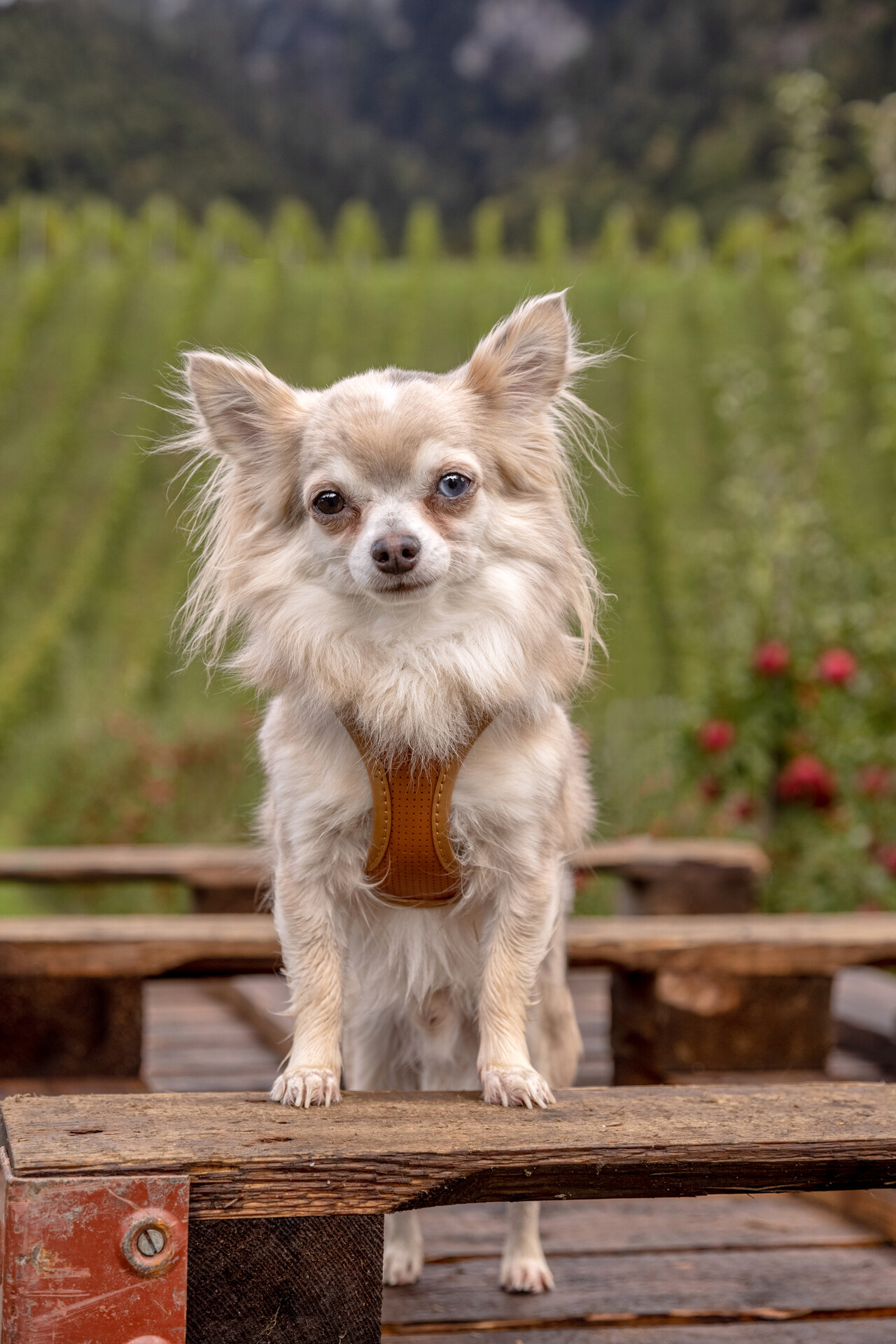 Photoshoots | Apple Leather Harness
