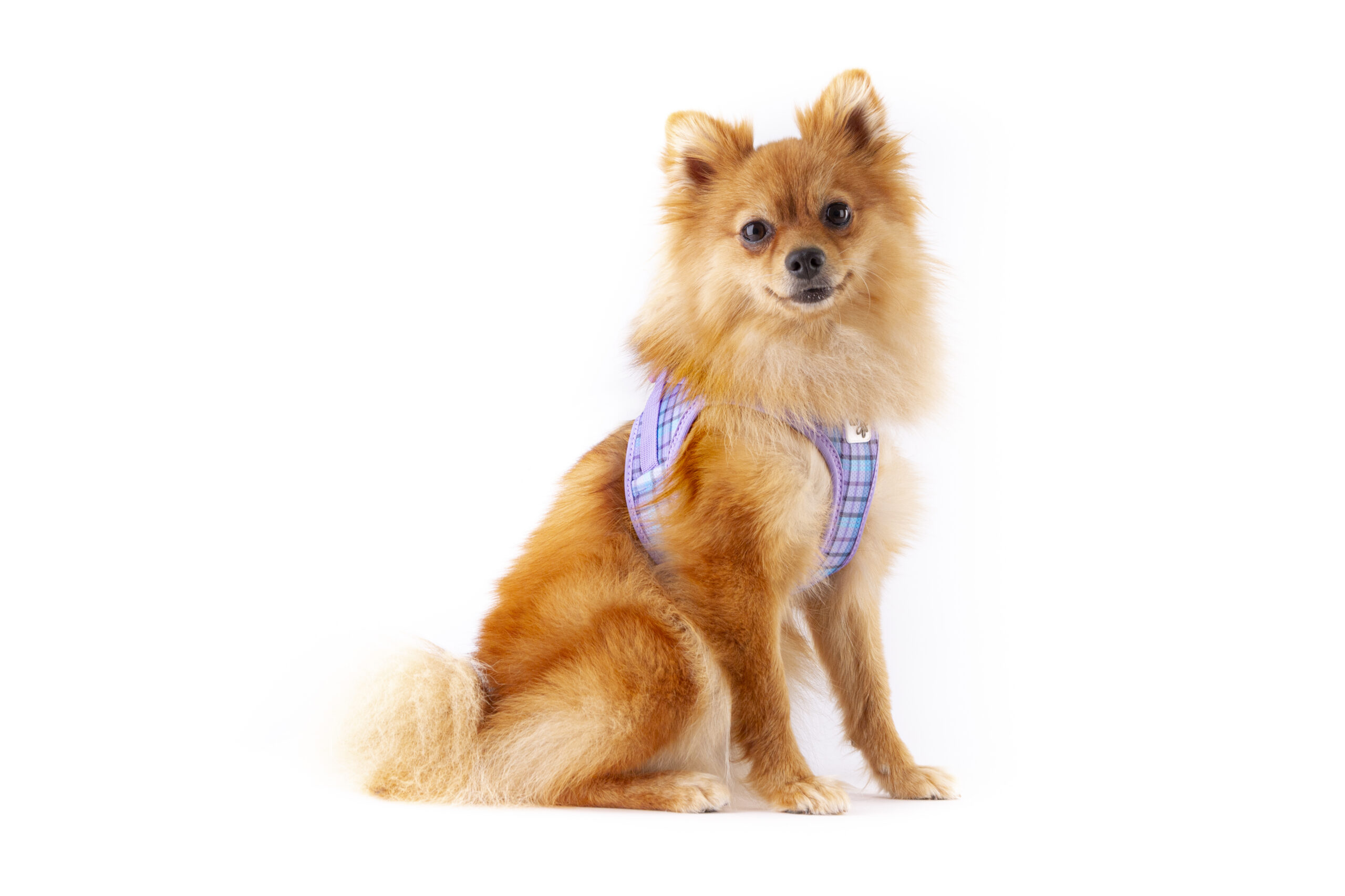 Photoshoots | Vest Harness curli Clasp Special Edition 23