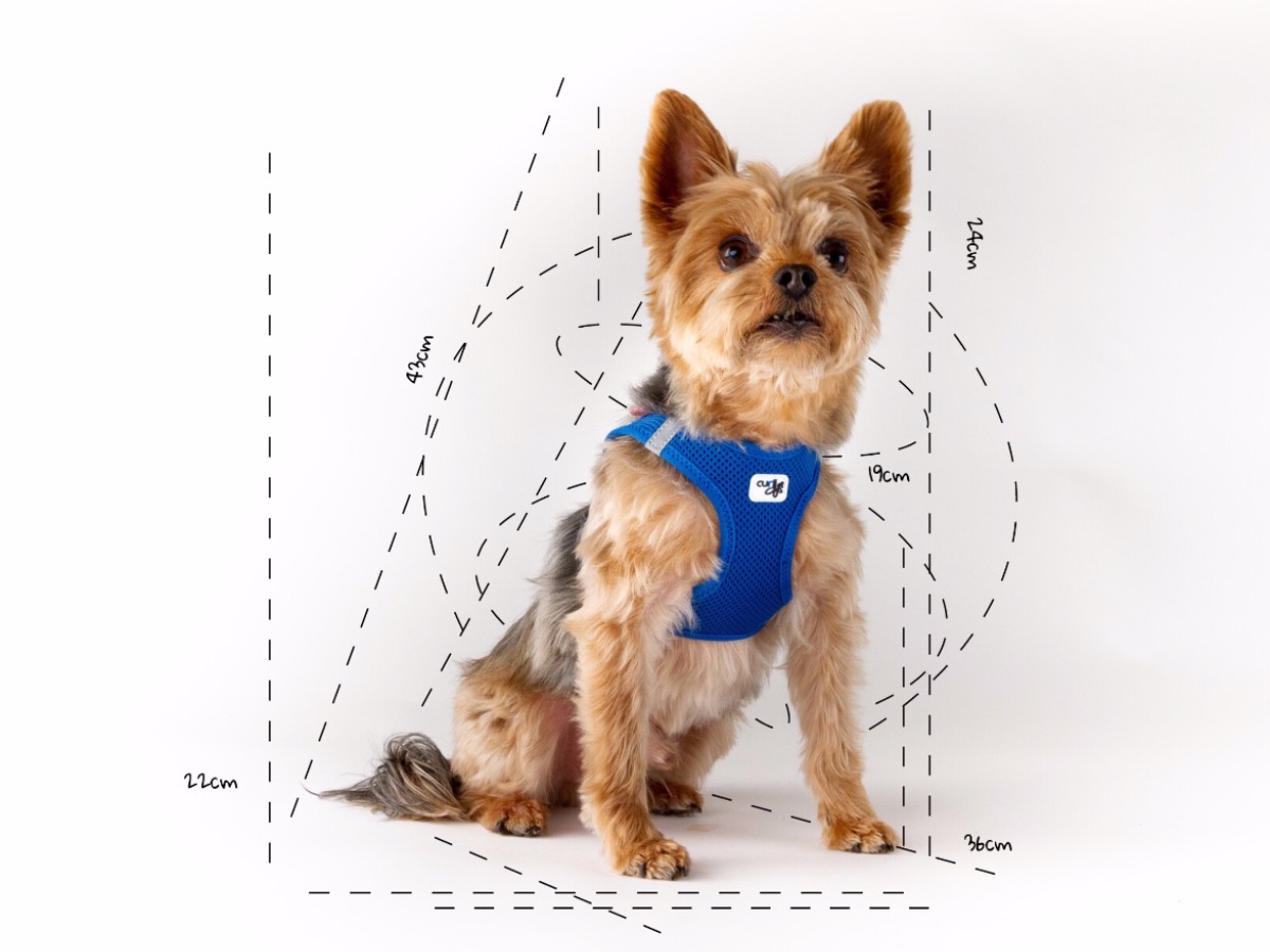 Richtiges Vermessen des Hundes