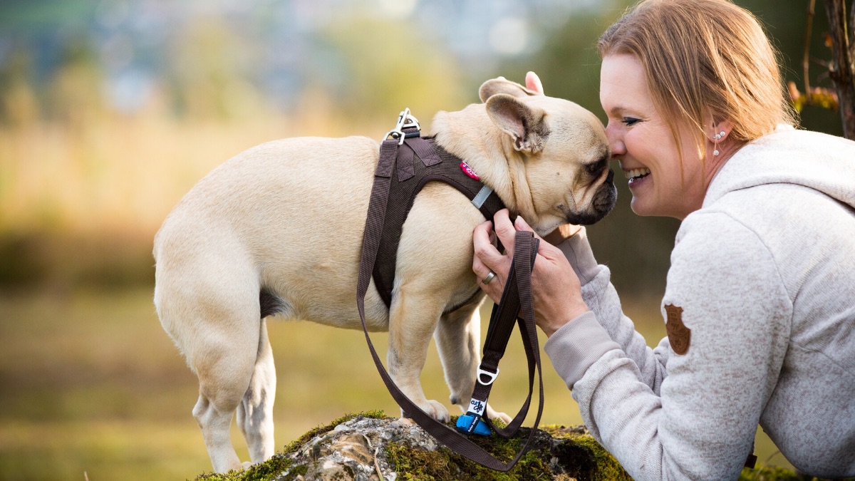 Cord und Softshell Geschirr