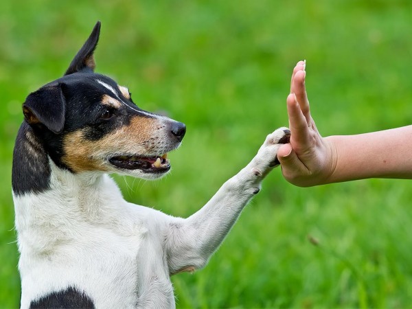 November Is Senior Pet Month