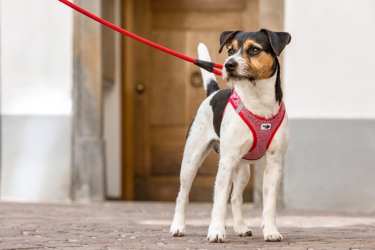 New Product – Merino Vest Harness