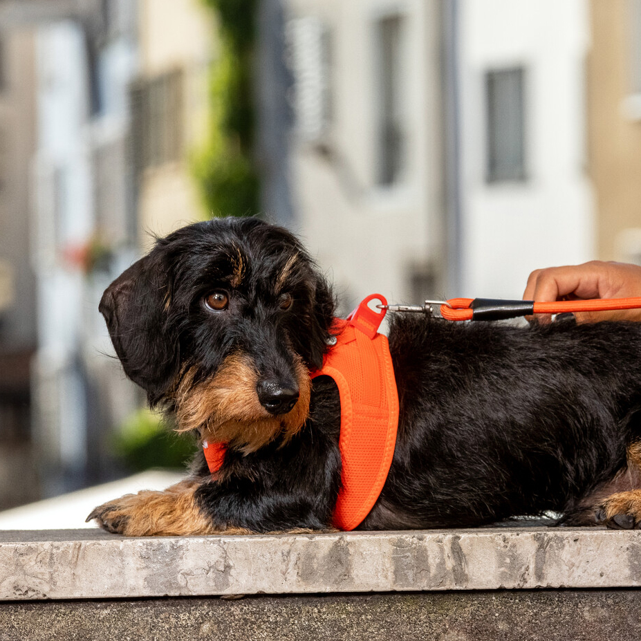 Photoshoots | Vest Harness curli Clasp