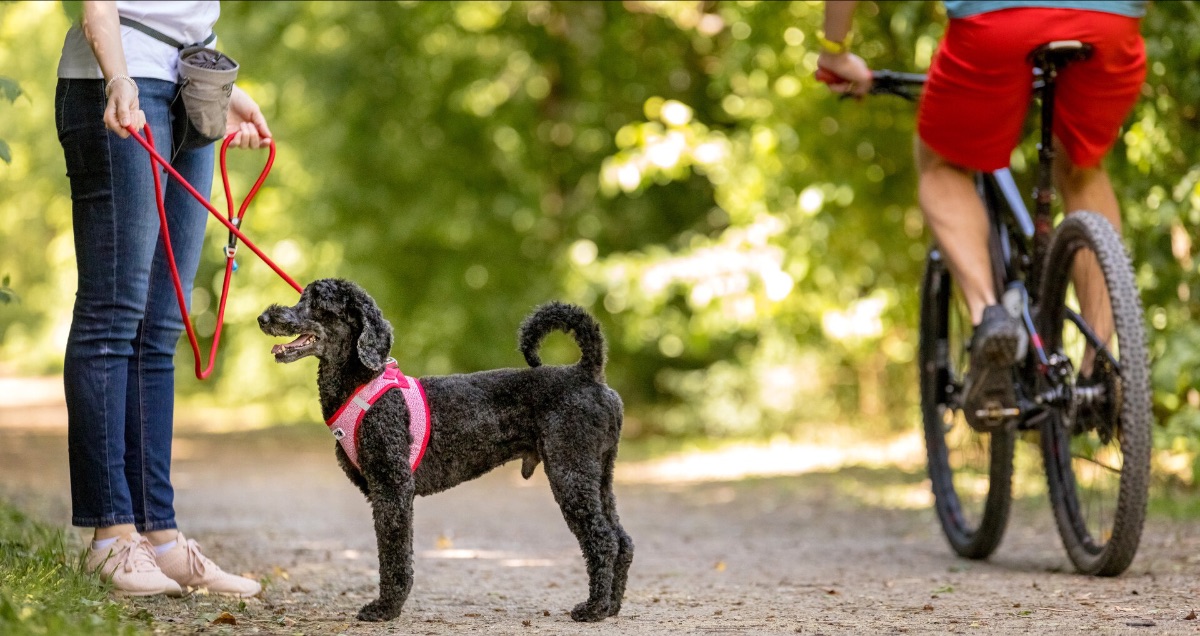 Urlaub mit Hund