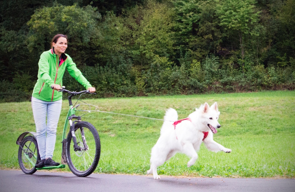 Celebrate National Pet Wellness Month in October