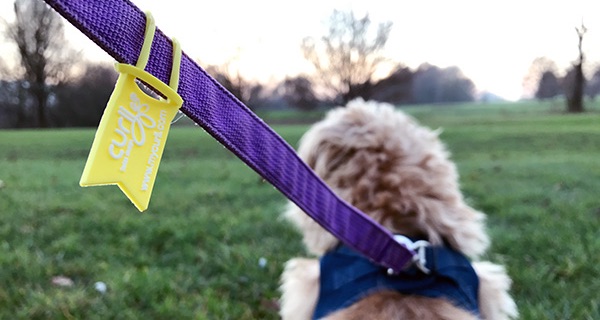 Das Yellow Dog Projekt:  Für Hunde die mehr Platz brauchen.