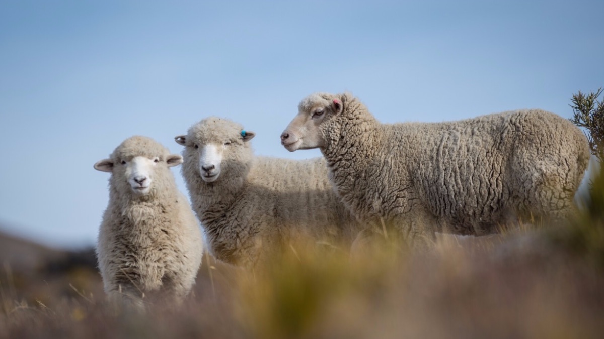 Year-round benefits of merino wool
