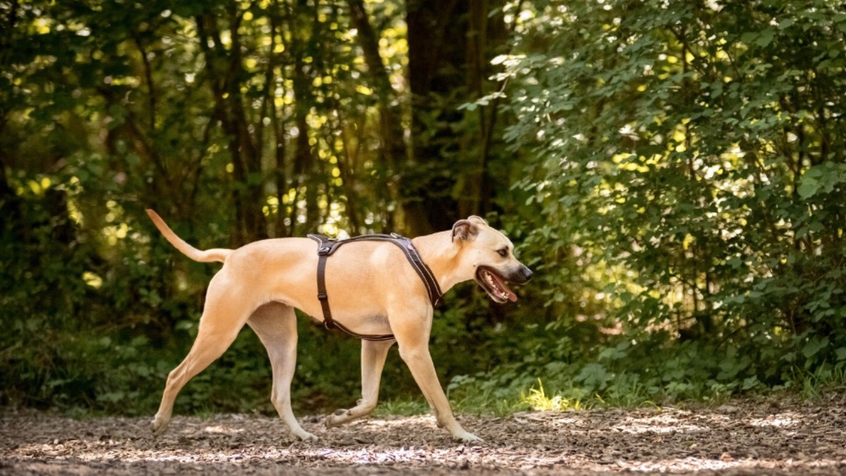 Runaway dog?