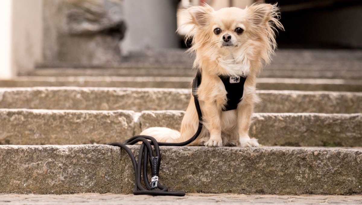 New Product – Stretch Comfort Leash