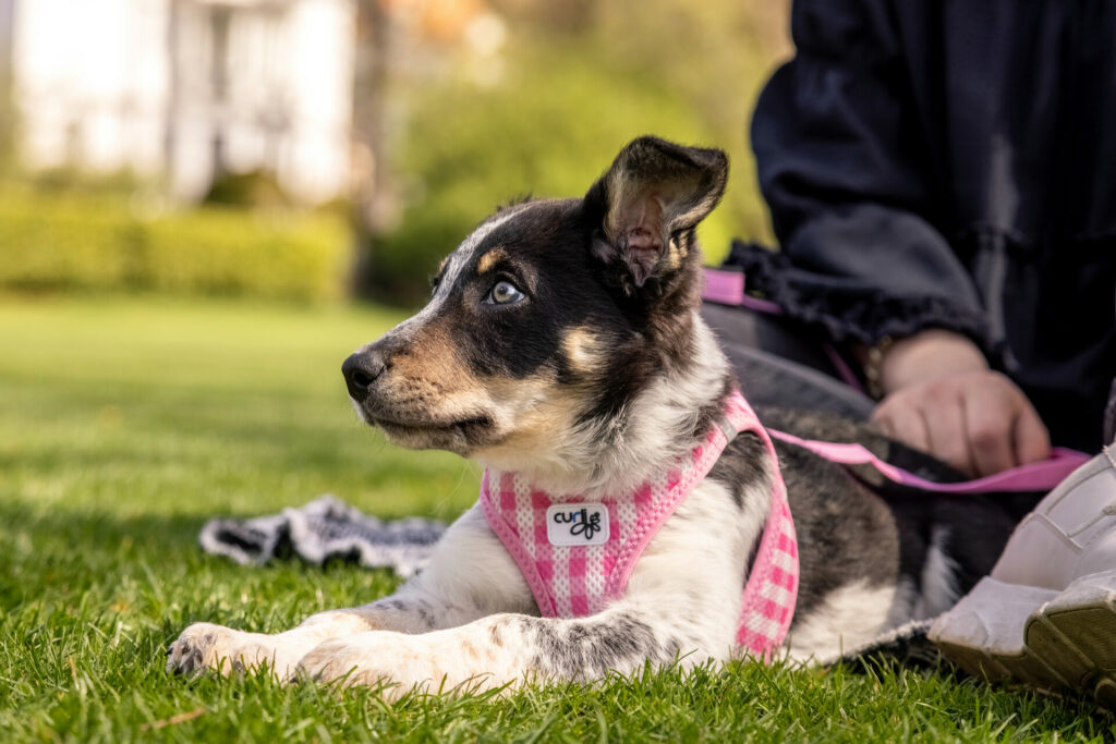 Puppy Set curli Clasp Vest Harness - curli