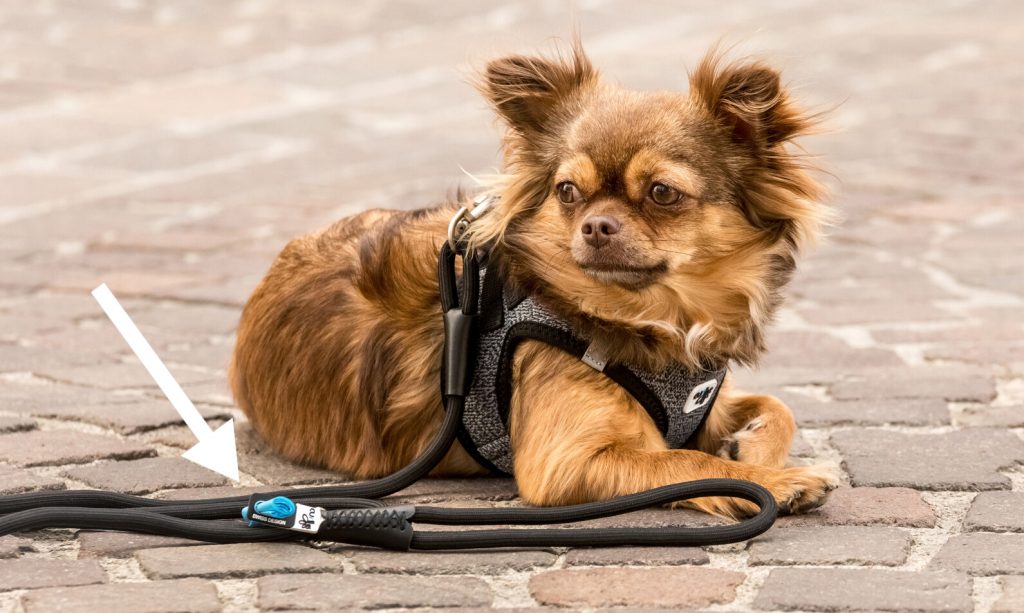 Stretch Comfort Dog Leash - curli