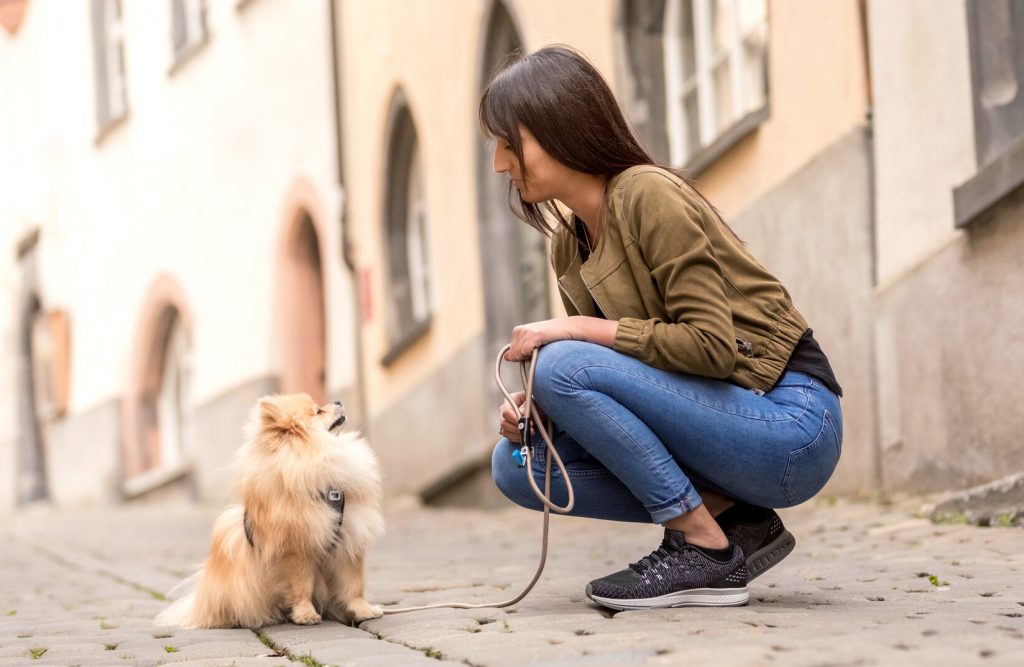 Stretch Comfort Dog Leash - curli