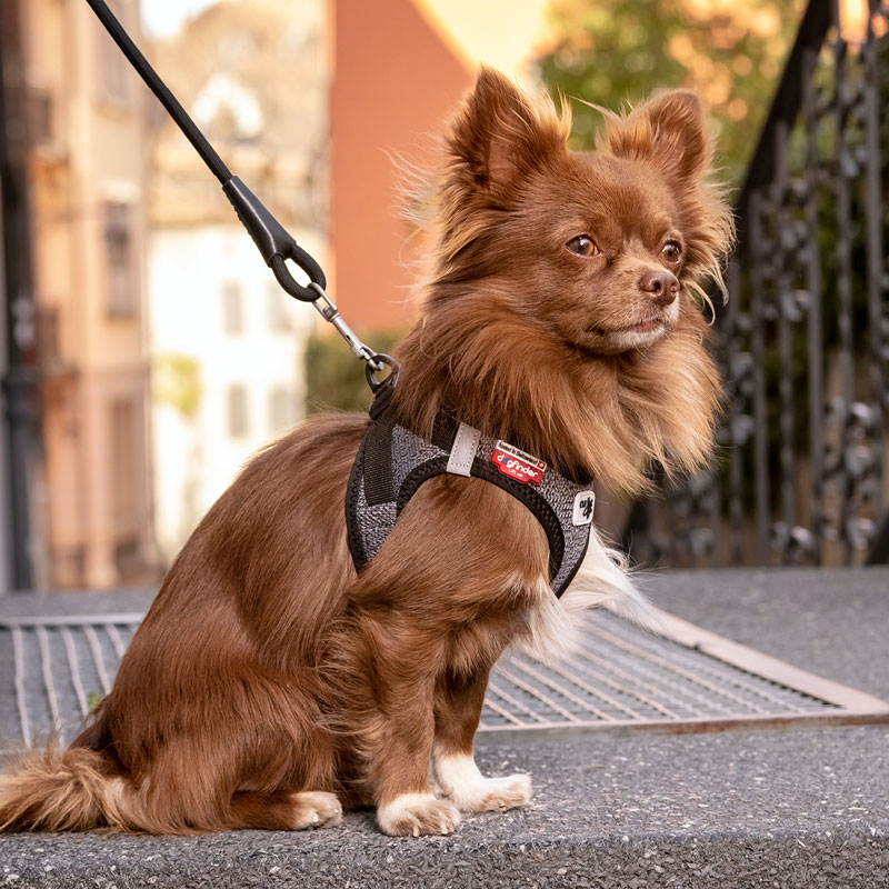 Merino-curli-Clasp-Story-behind-6