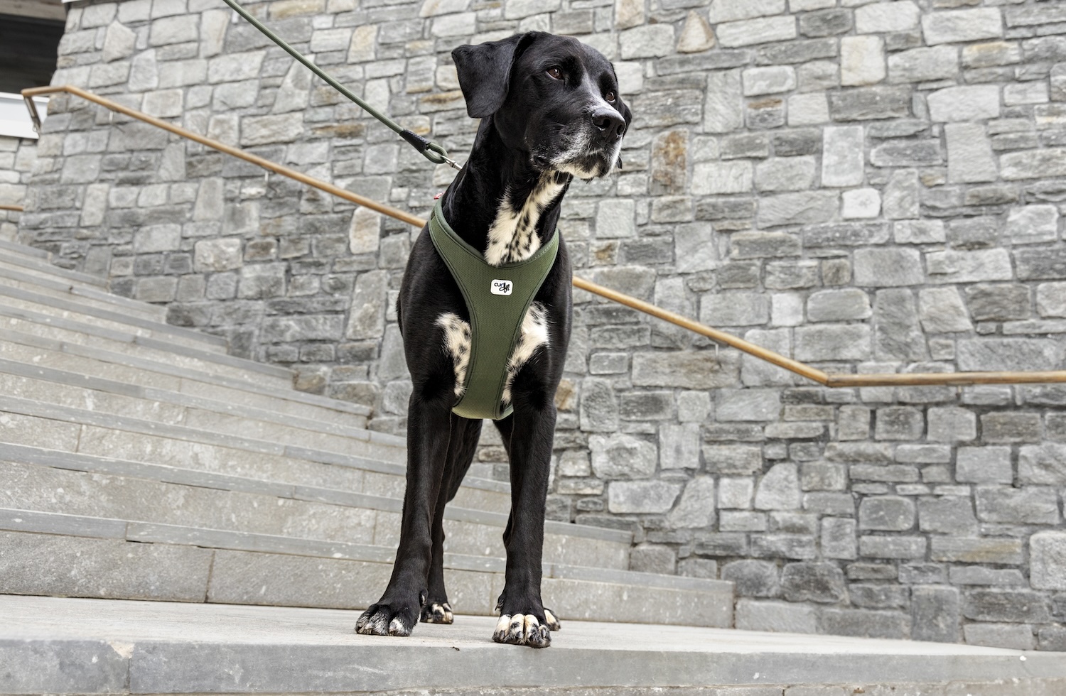 Photoshoots | All New Belka Harness