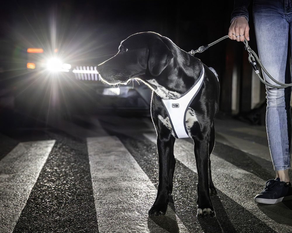 Belka-Harness-The-Glow-Information-Use-Case curli Vest Harness The Alpine. Premium Dog Harness for small to medium sized dogs. Ultra light, high performance. Tailored Ergo Fit protecting the dog spine and health. Sustainable, recycled PET felt.