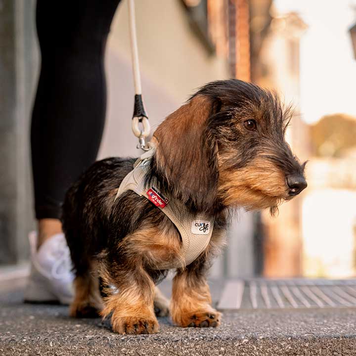 curli Vest Harness – High performance dog harness made of ultra light-weight Air-Mesh for small to medium sized dogs
