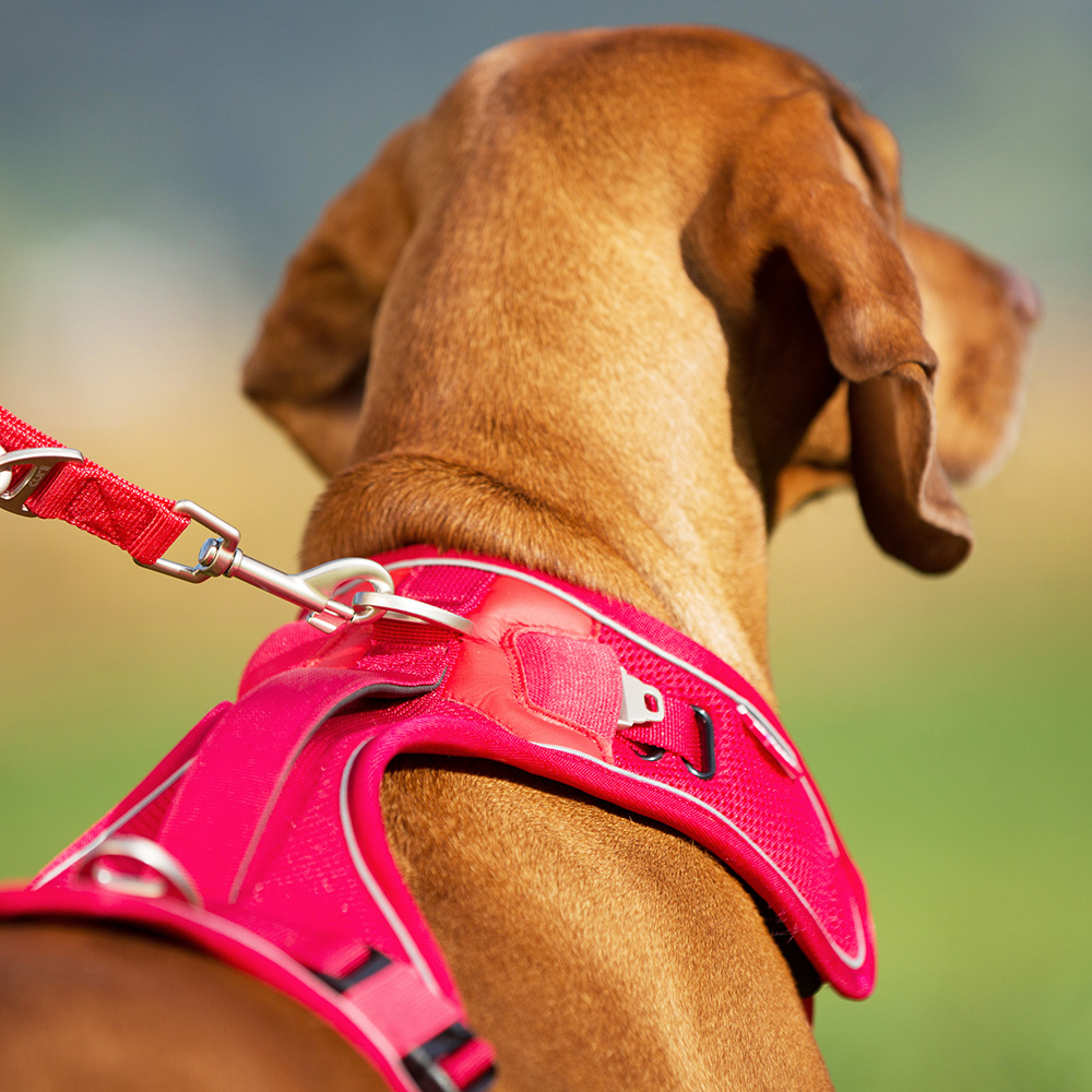 Curli belka harness deals