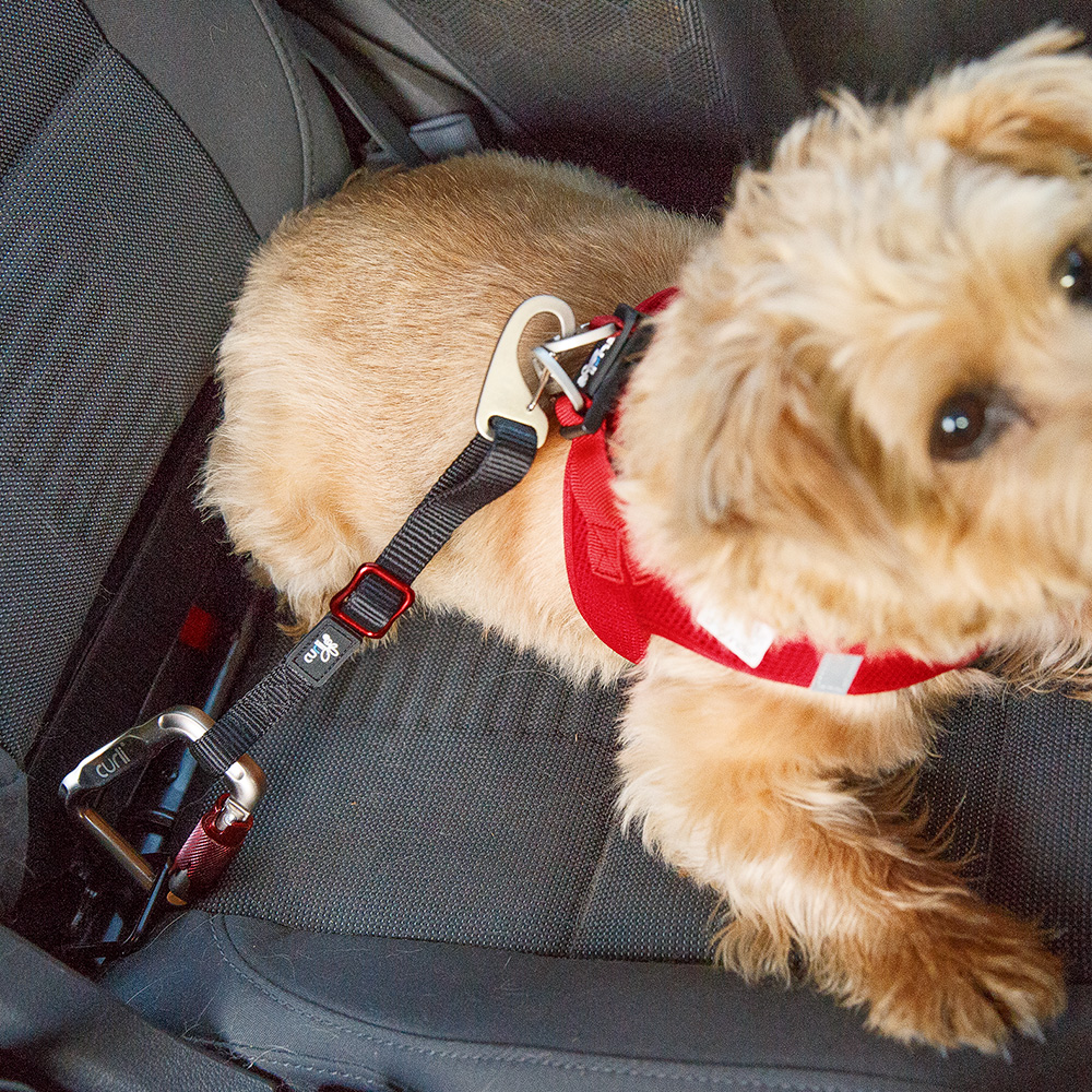 Dogit car online safety dog belt