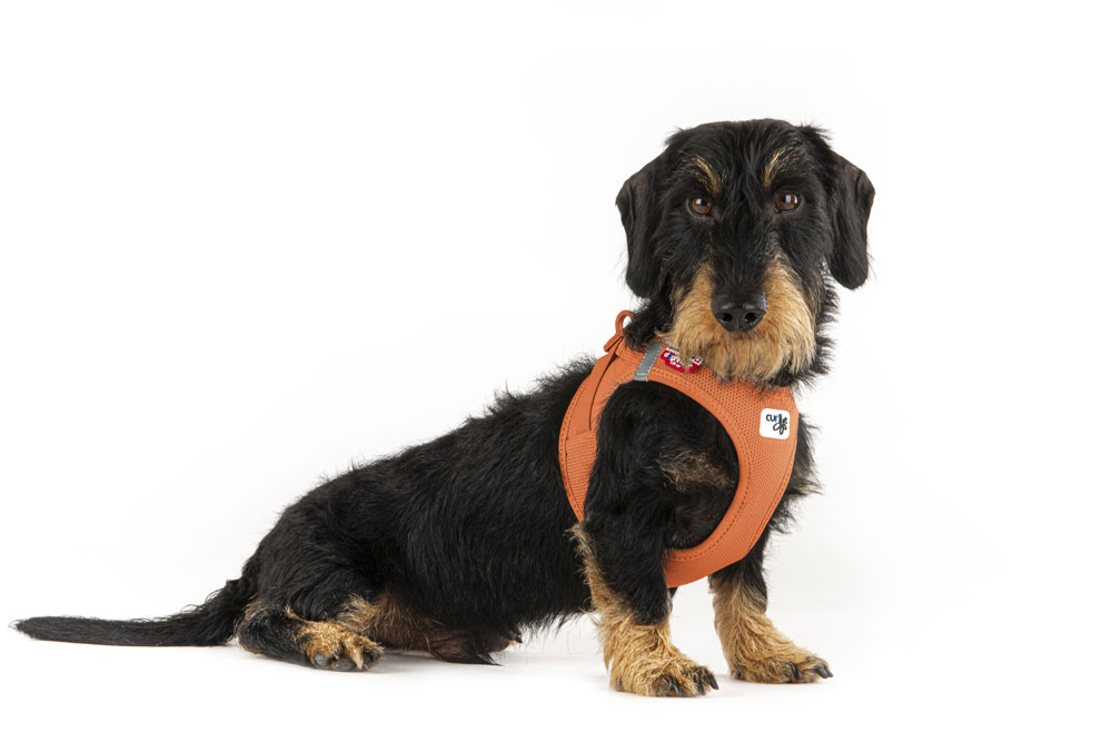 Air Mesh curli Clasp Vest Harness - curli