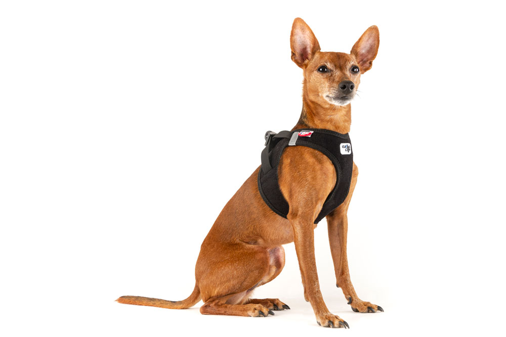 Cord curli Clasp Vest Harness - curli