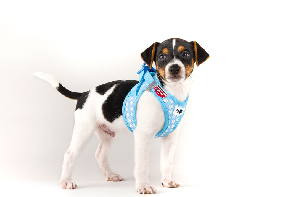 Puppy Set curli Clasp Vest Harness - curli