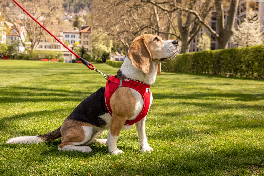 Magnetic Vest Harness - curli