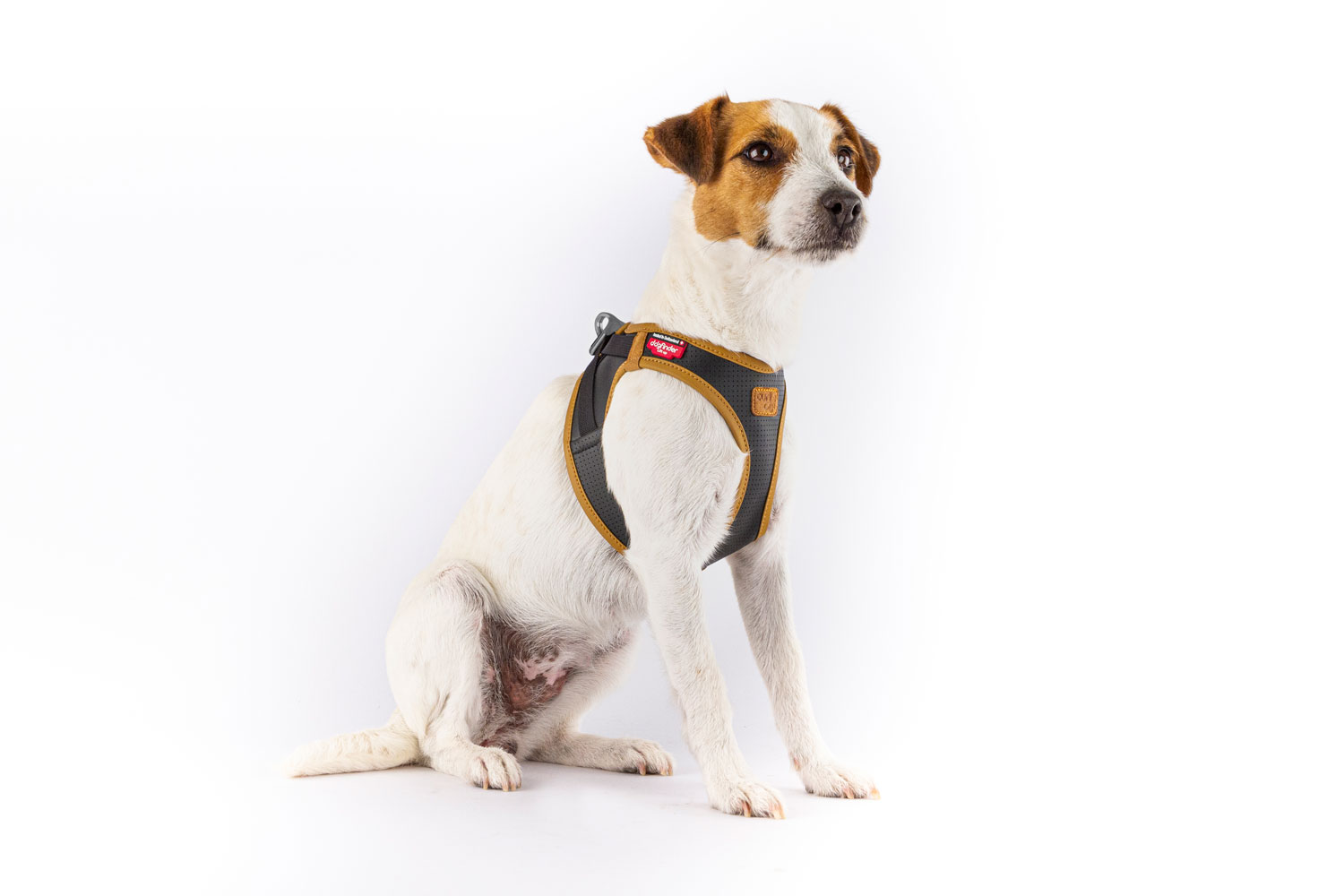 Apple Leather curli Clasp Vest Harness - curli